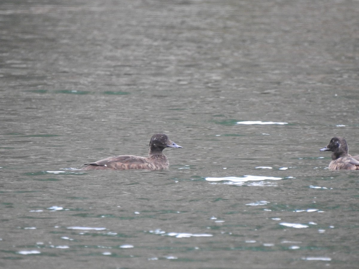 White-winged Scoter - ML618064630