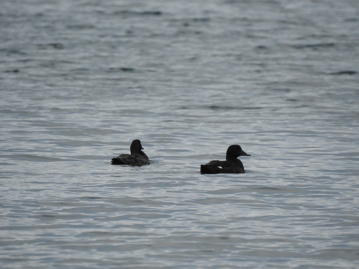 White-winged Scoter - Rebecca Carroll