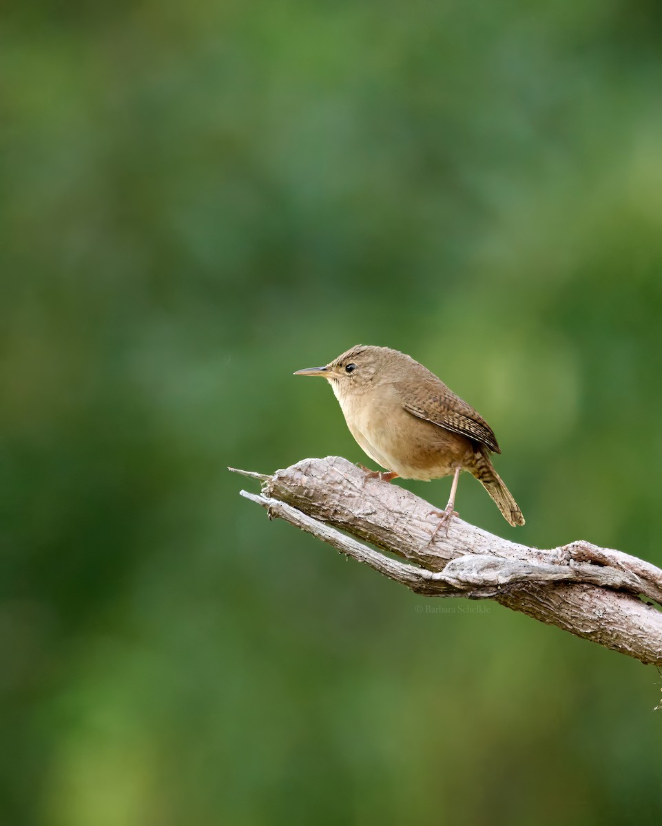 House Wren - ML618064650