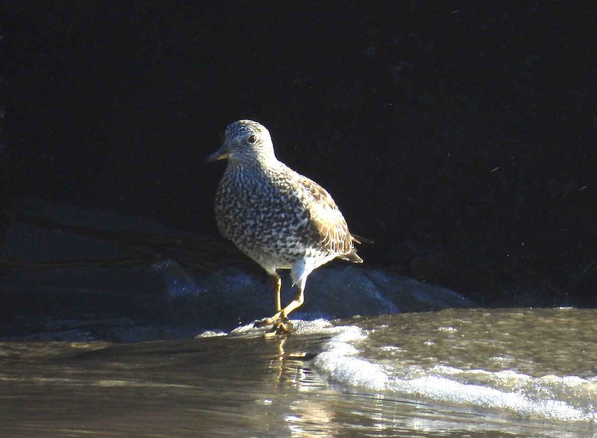 Surfbird - ML618064678