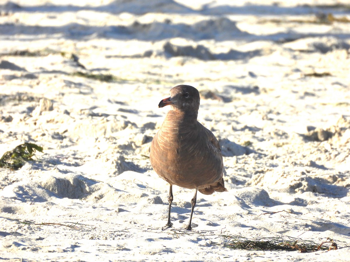 Gaviota Mexicana - ML618064686