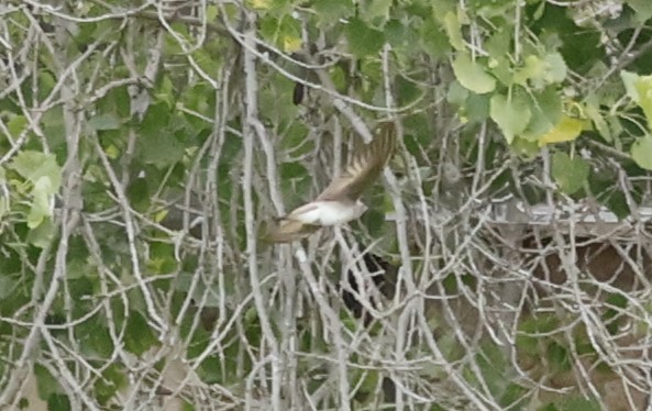 Northern Rough-winged Swallow - ML618064687