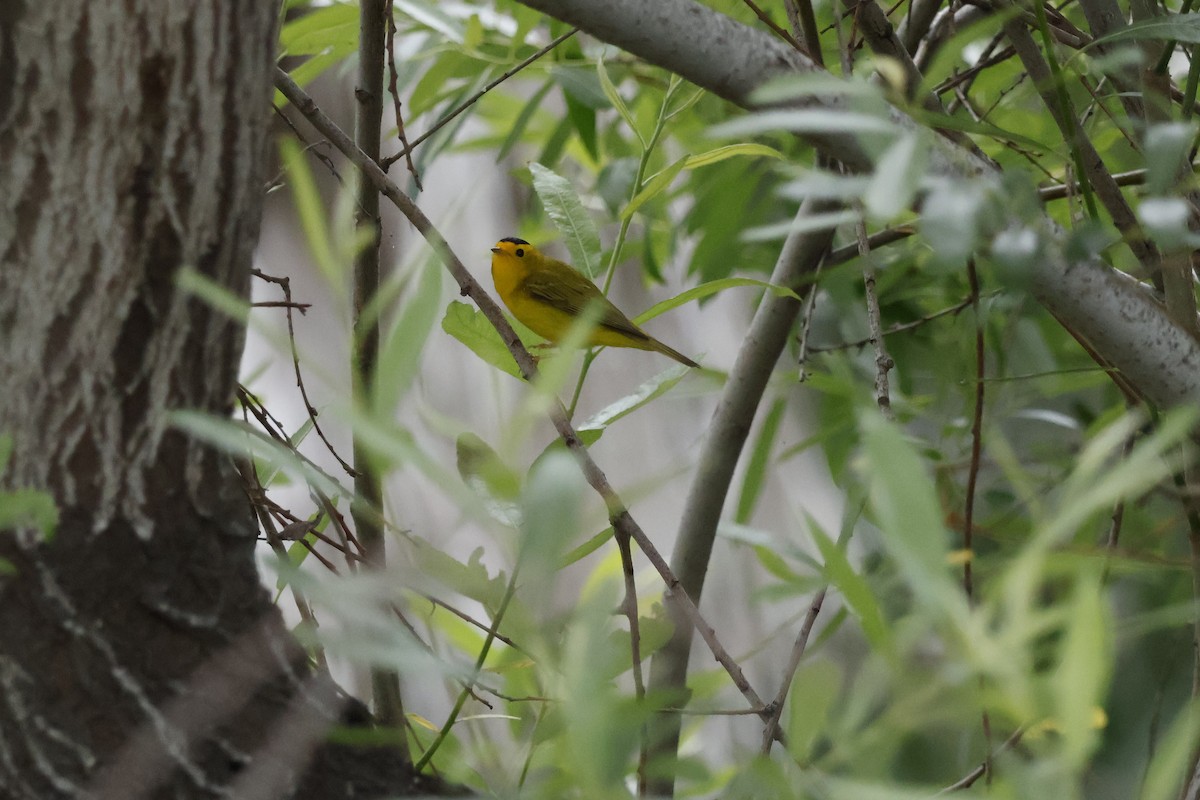 Wilson's Warbler - ML618064696