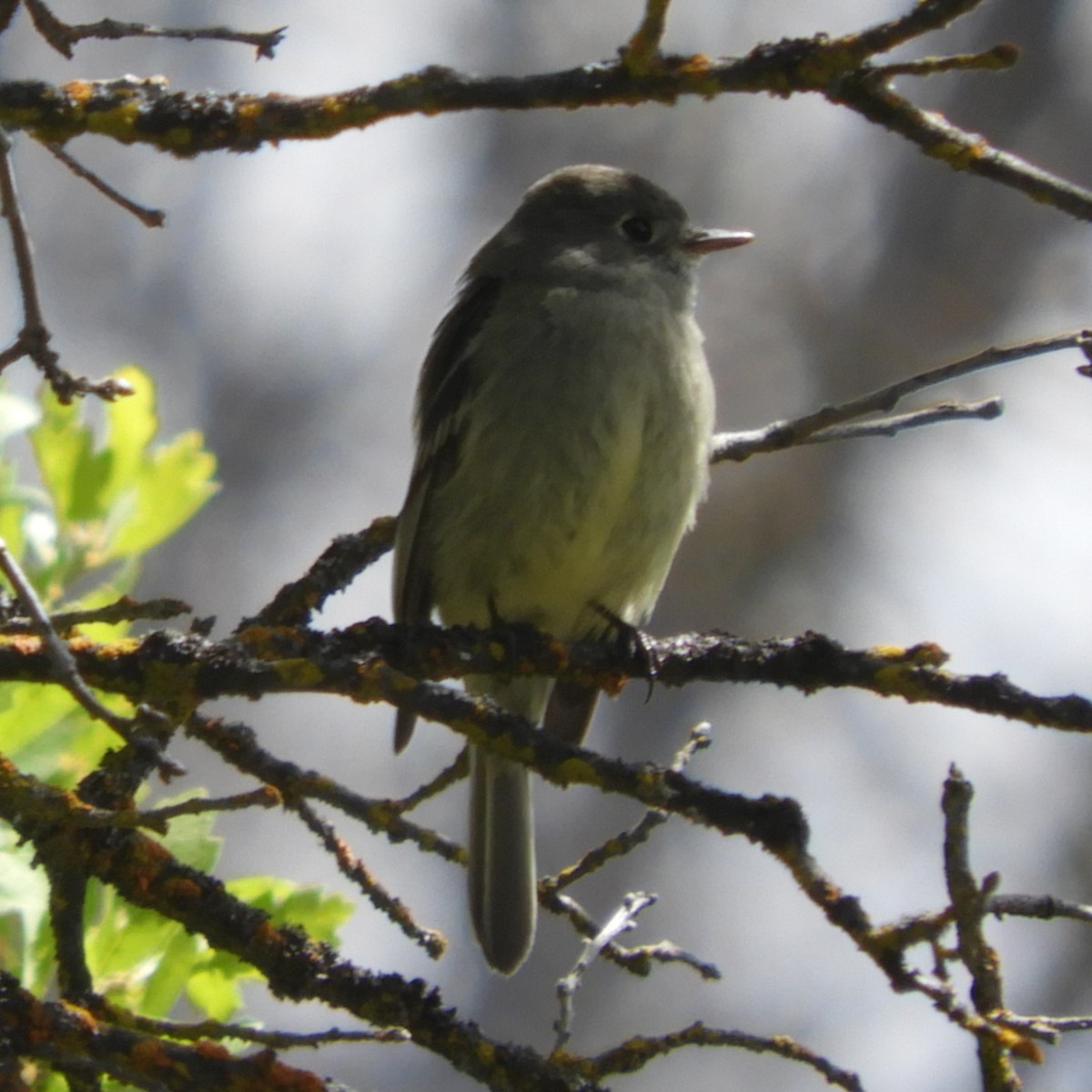 Hammond's Flycatcher - ML618064699