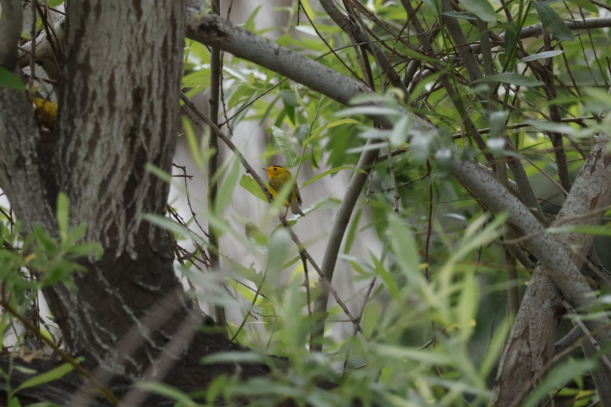 Wilson's Warbler - Margaret Brown