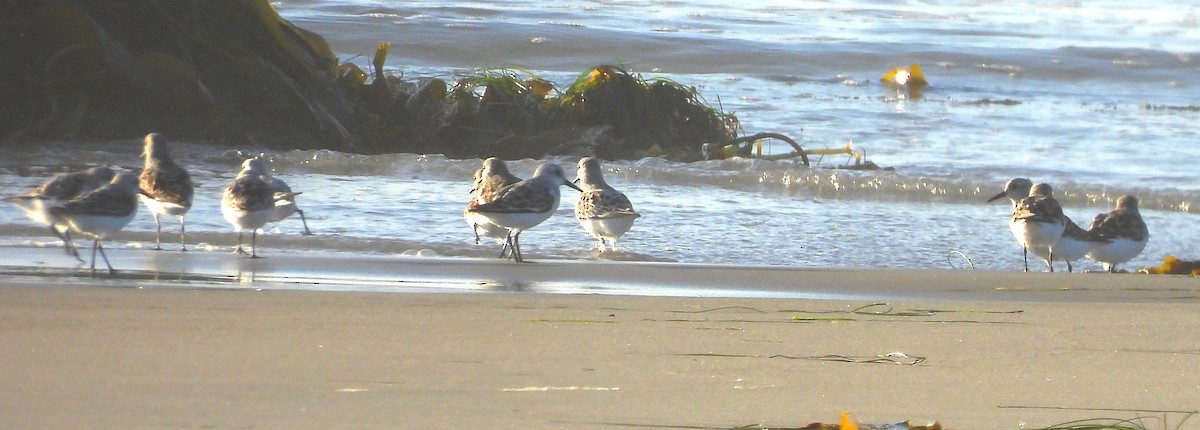 Bécasseau sanderling - ML618064707