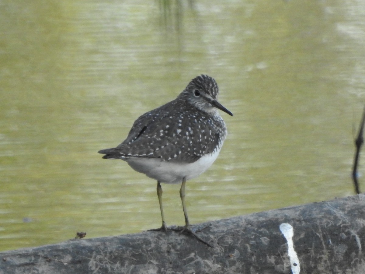 Solitary Sandpiper - ML618064717