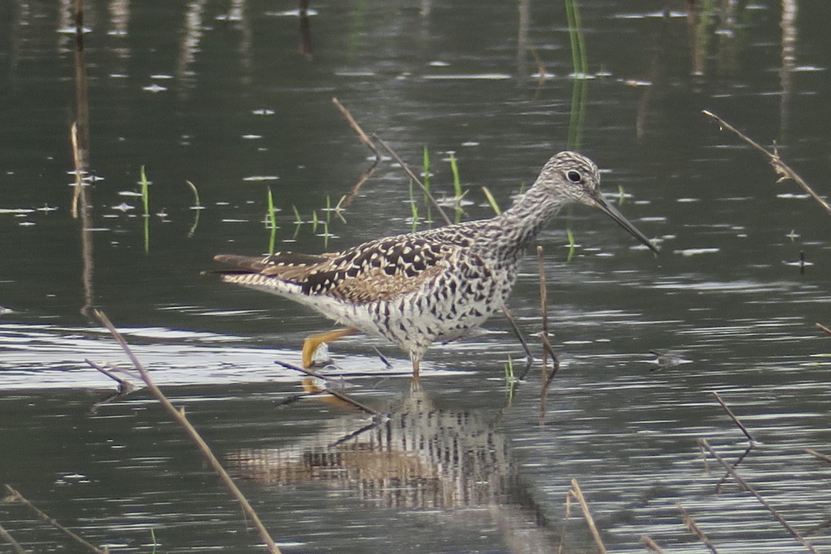 Greater Yellowlegs - ML618064719