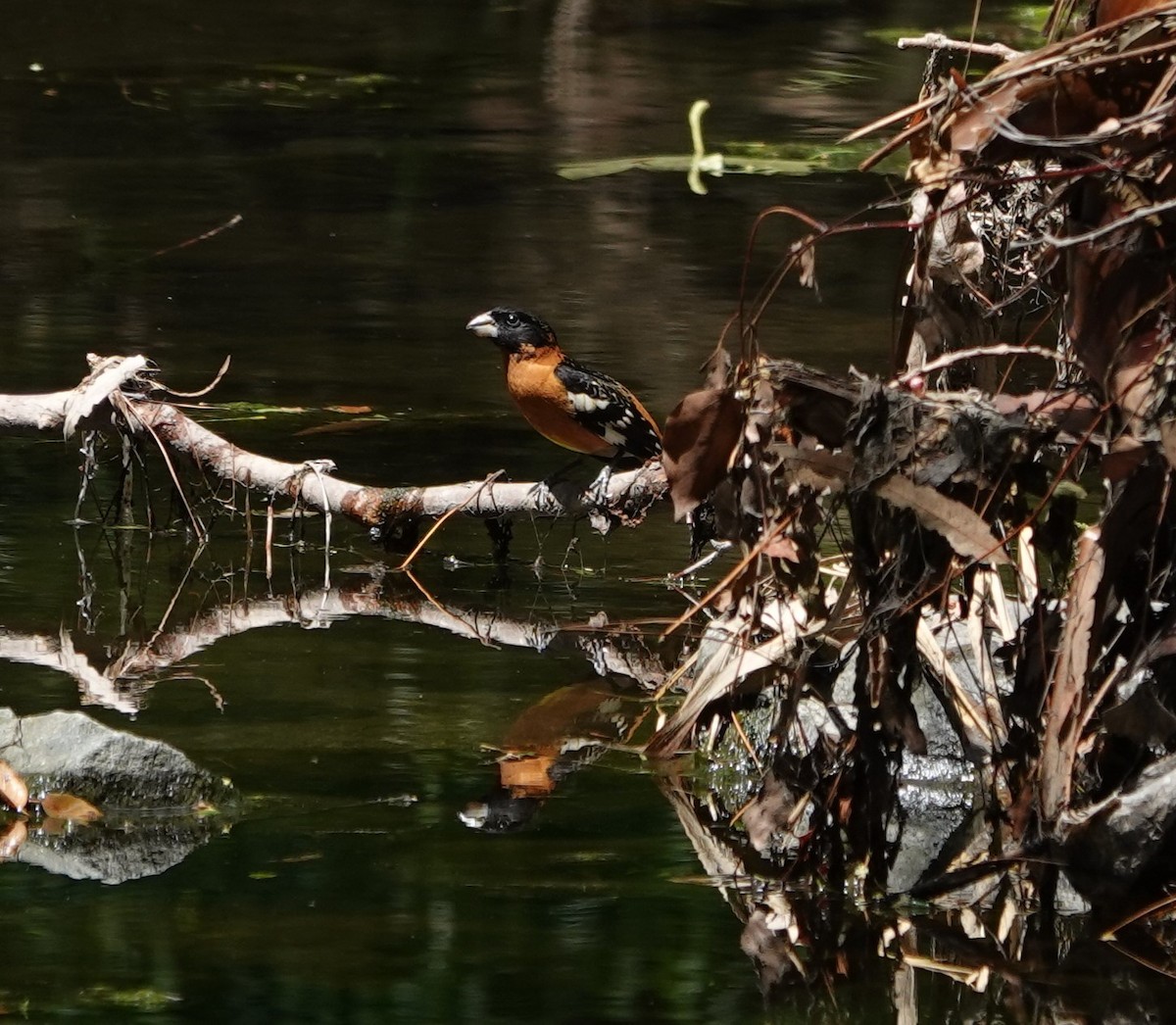 Black-headed Grosbeak - ML618064787