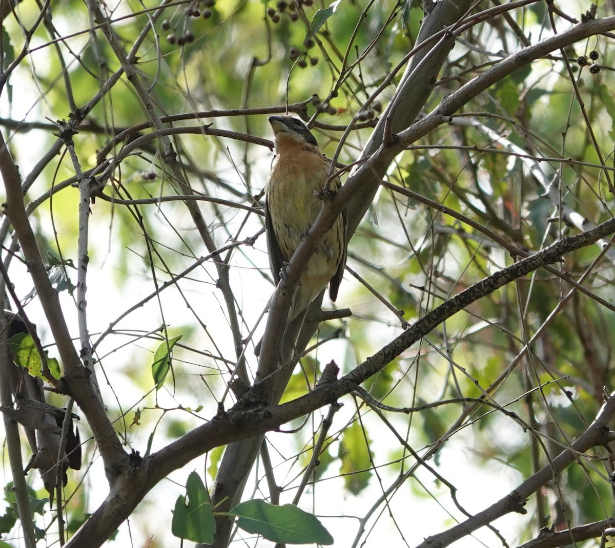 Black-headed Grosbeak - ML618064788