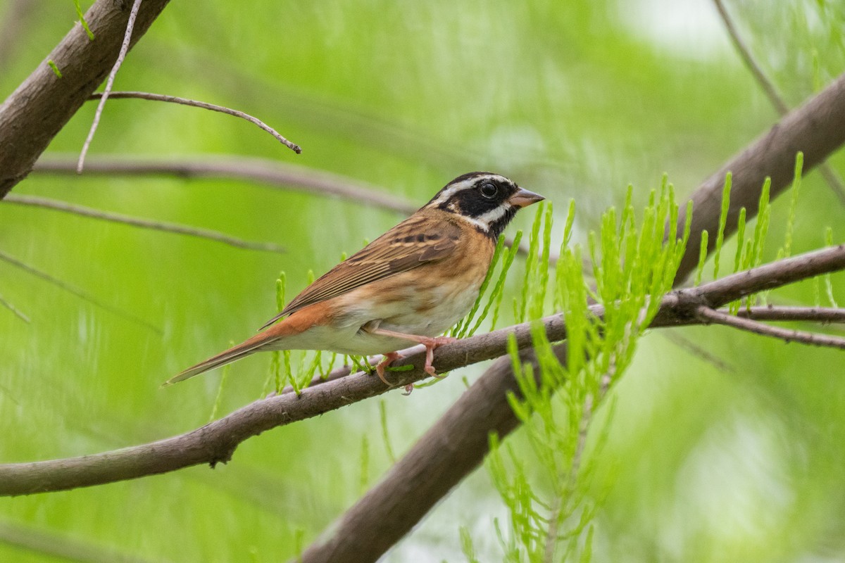 Tristram's Bunting - Kaiyuan Li