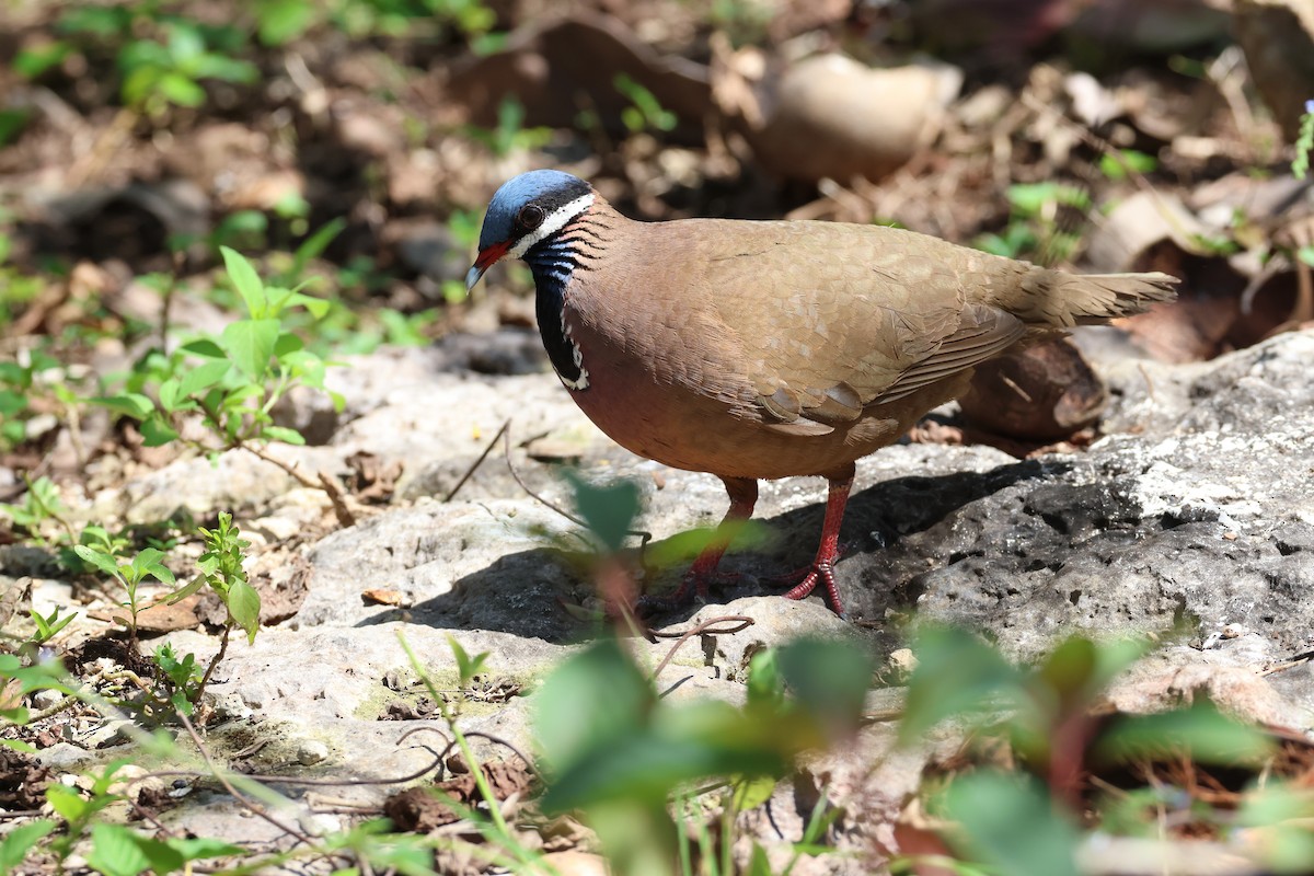 Blue-headed Quail-Dove - ML618064810