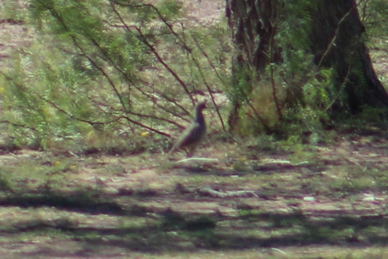 Scaled Quail - ML618064811