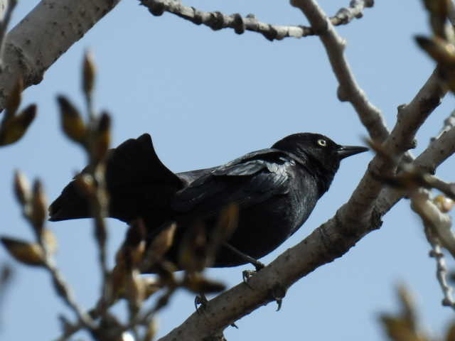 Rusty Blackbird - ML618064826