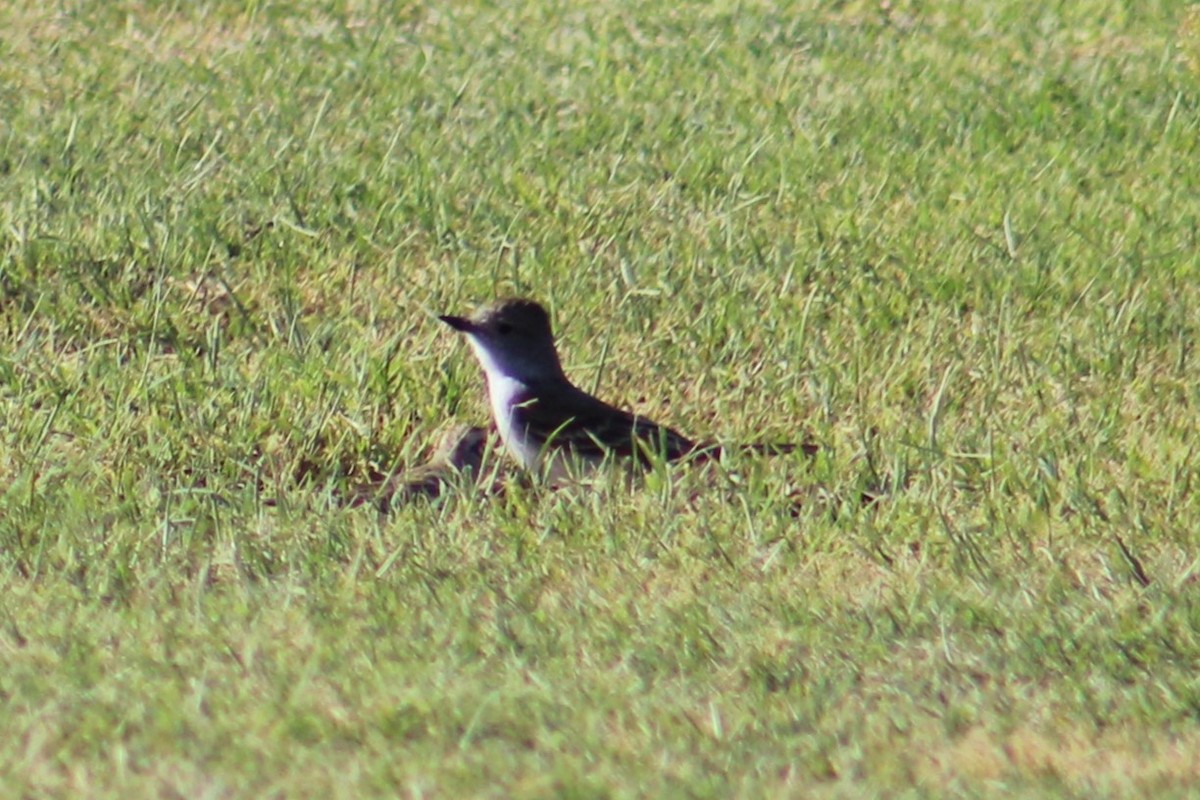 Ash-throated Flycatcher - ML618064829