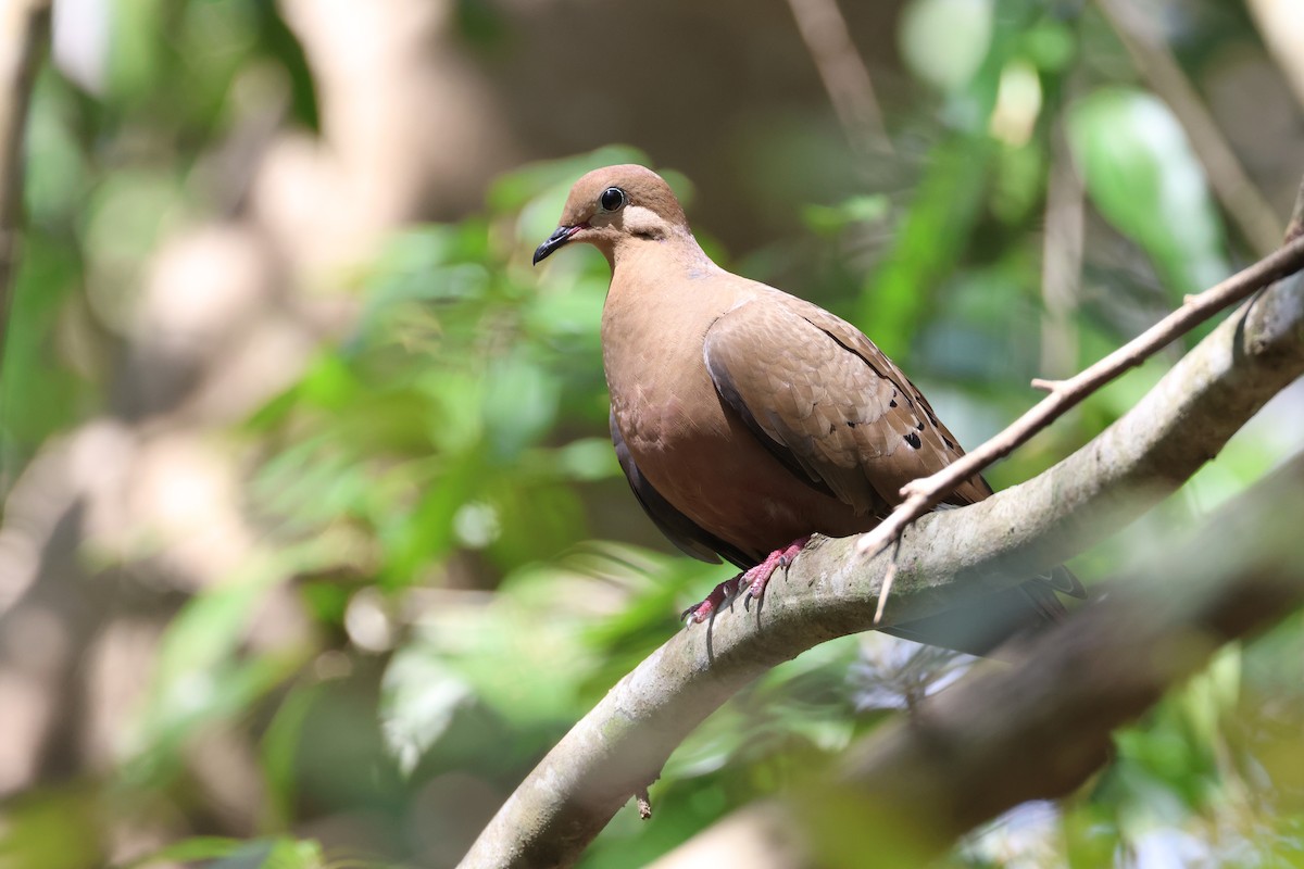 Mourning Dove - ML618064830