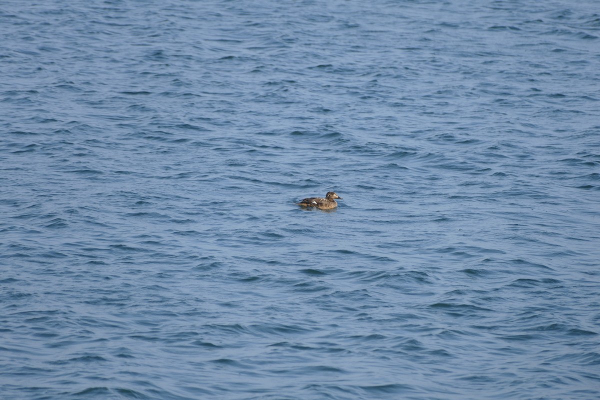 White-winged Scoter - Jason Zhang