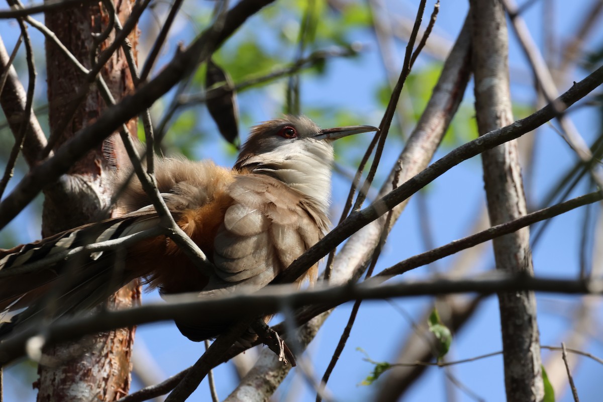 Great Lizard-Cuckoo - ML618064840