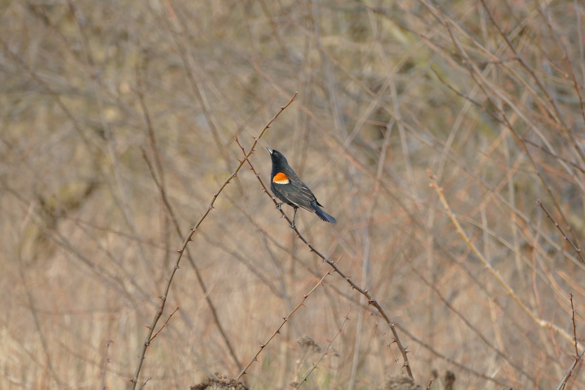 Red-winged Blackbird - ML618064847