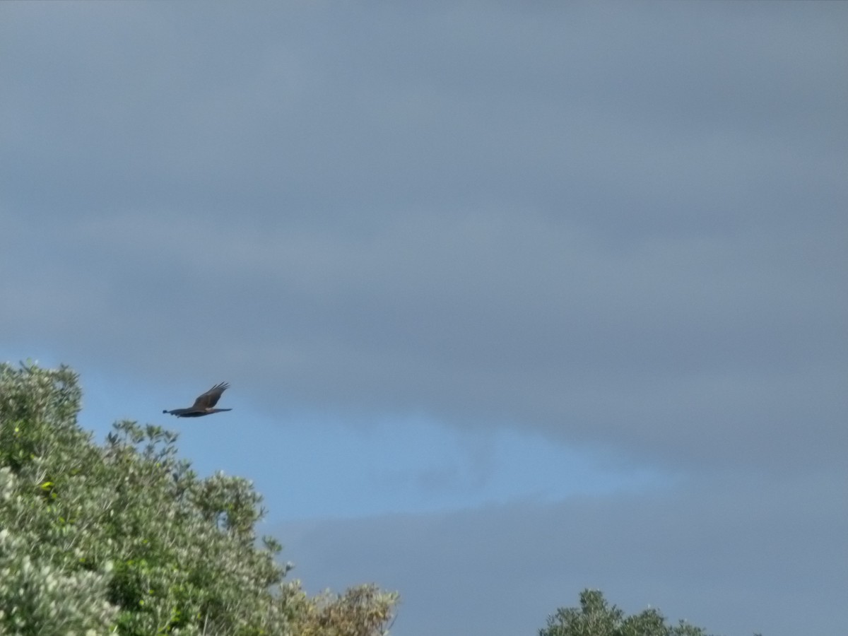 Swamp Harrier - Elisa Fernandes-McDade