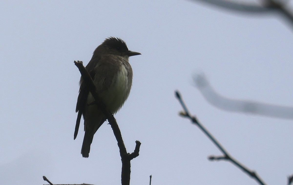 Olive-sided Flycatcher - ML618064886