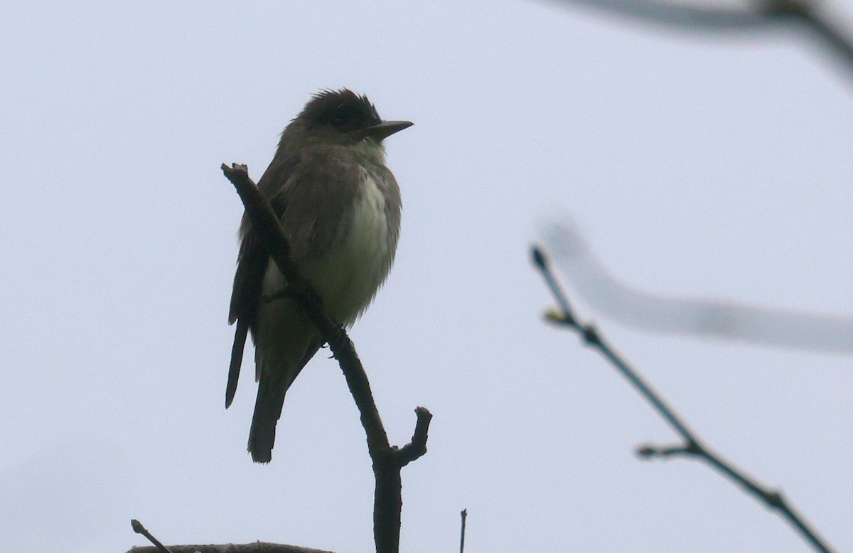 Olive-sided Flycatcher - ML618064887