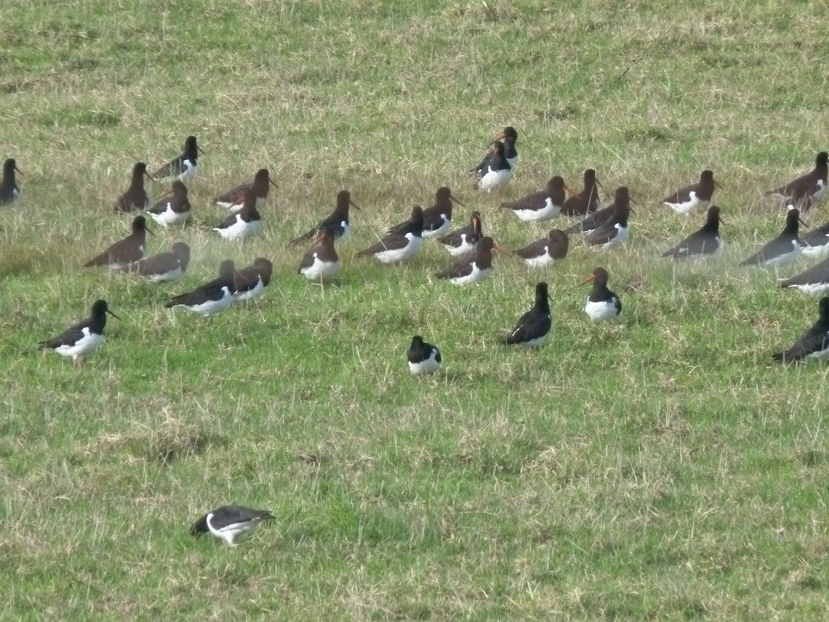 South Island Oystercatcher - ML618064892