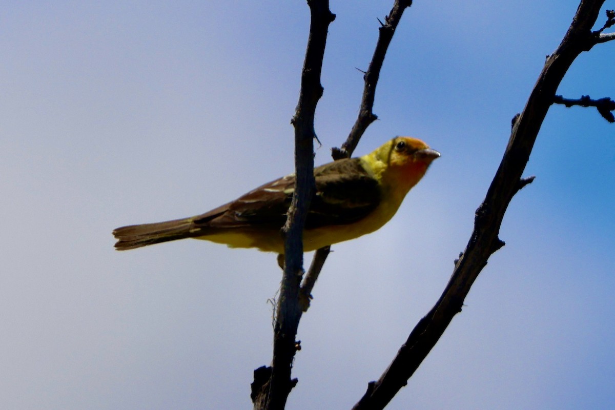 Western Tanager - ML618064894