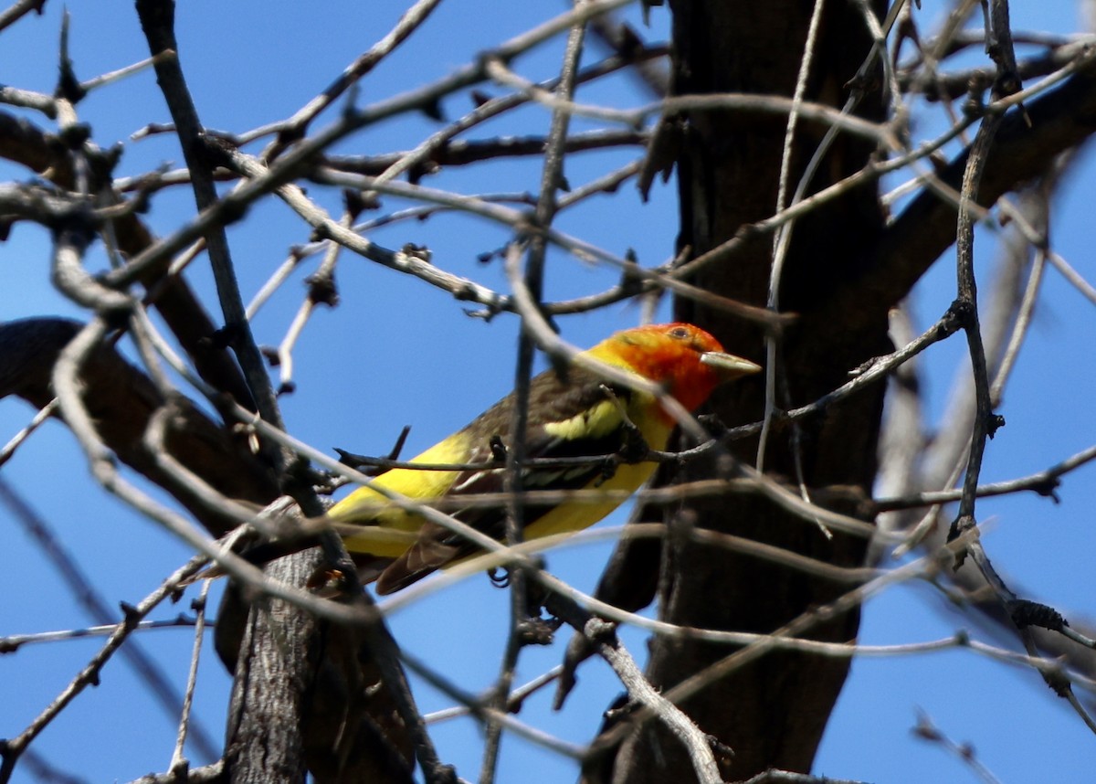 Western Tanager - ML618064896