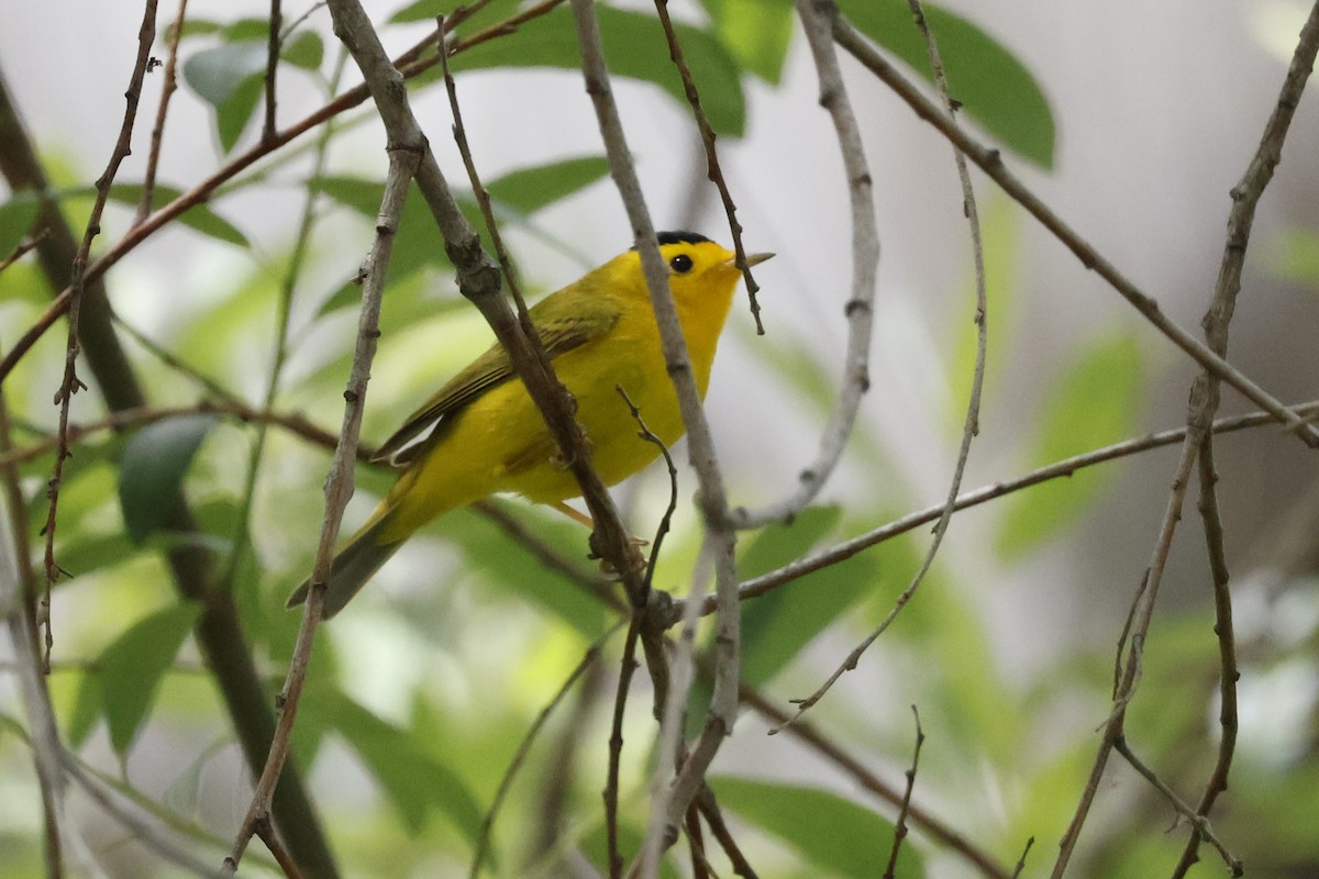 Wilson's Warbler - ML618064918