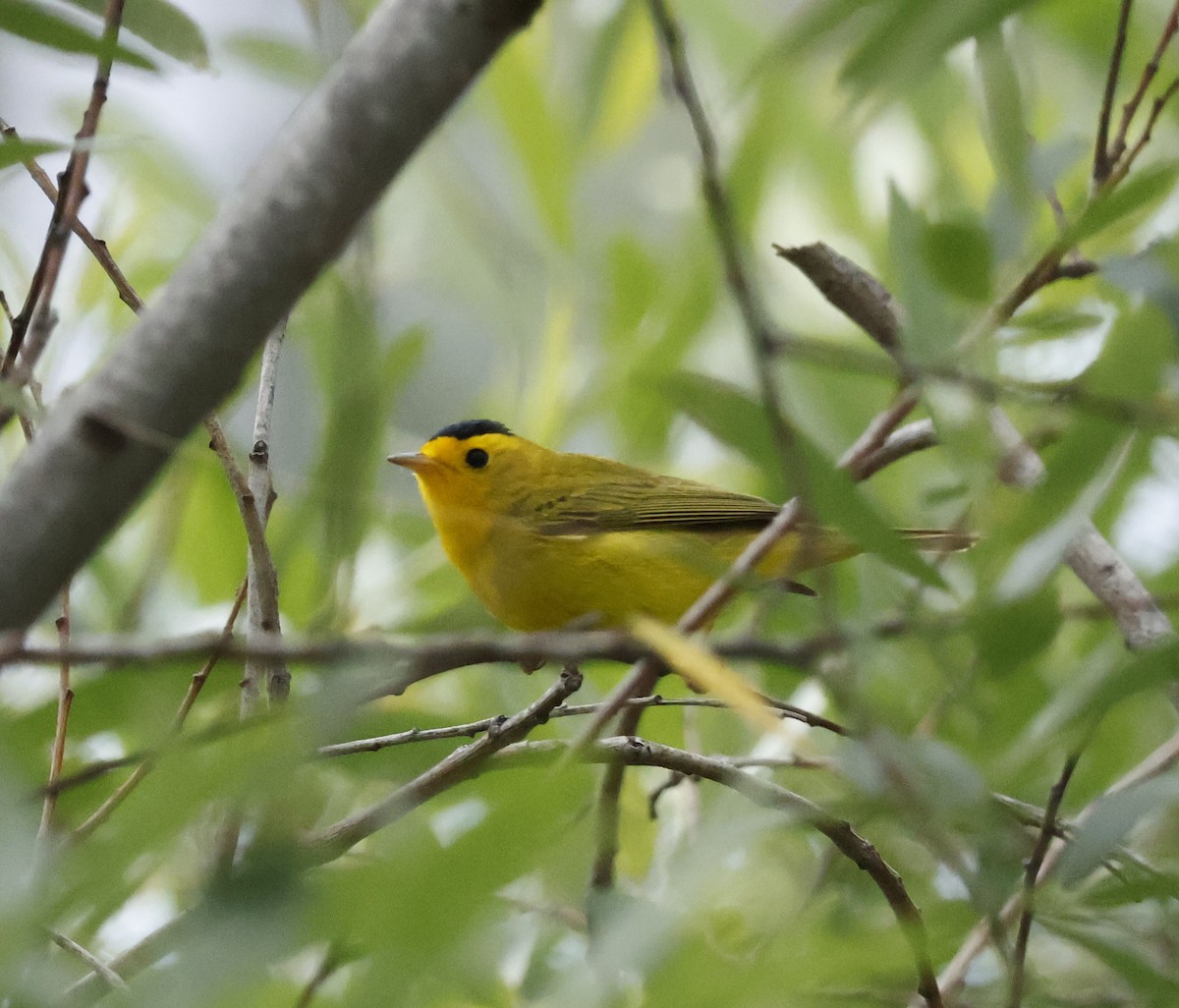 Wilson's Warbler - ML618064919