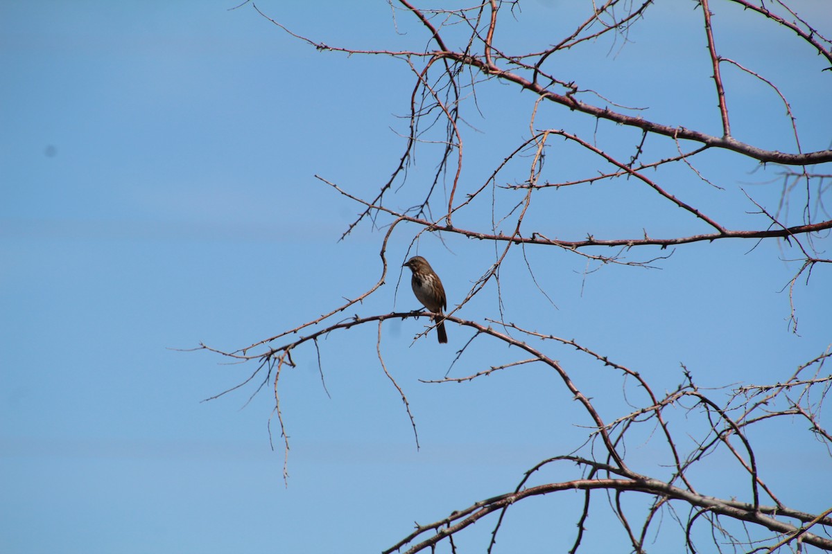 Song Sparrow - Ann Monk