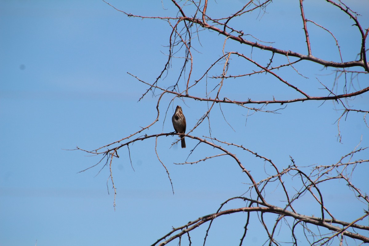 Song Sparrow - Ann Monk