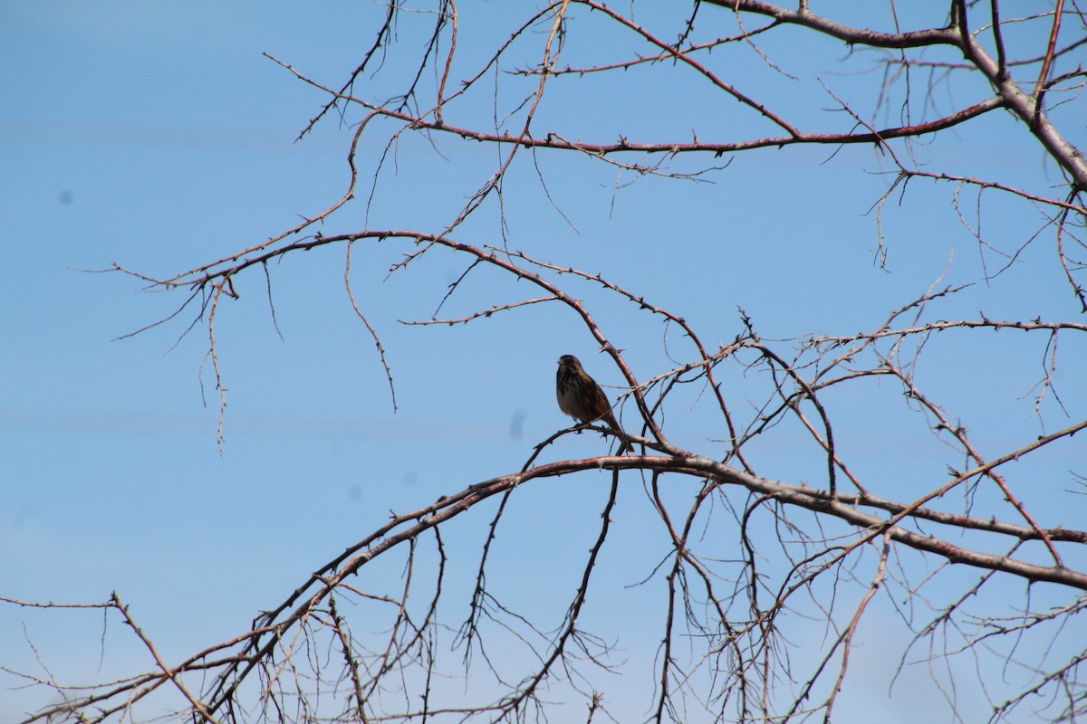 Song Sparrow - Ann Monk