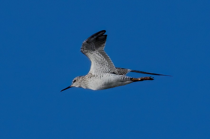 Lesser Yellowlegs - ML618064948