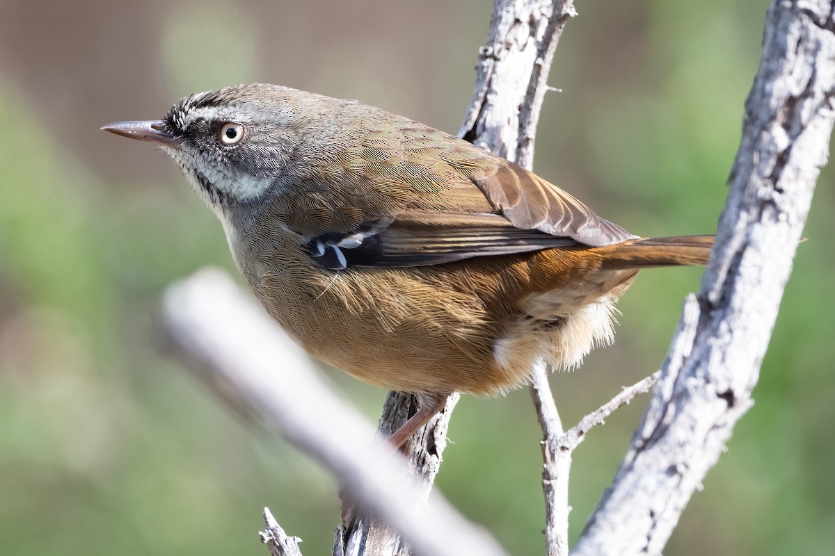 White-browed Scrubwren - Anthony Sokol