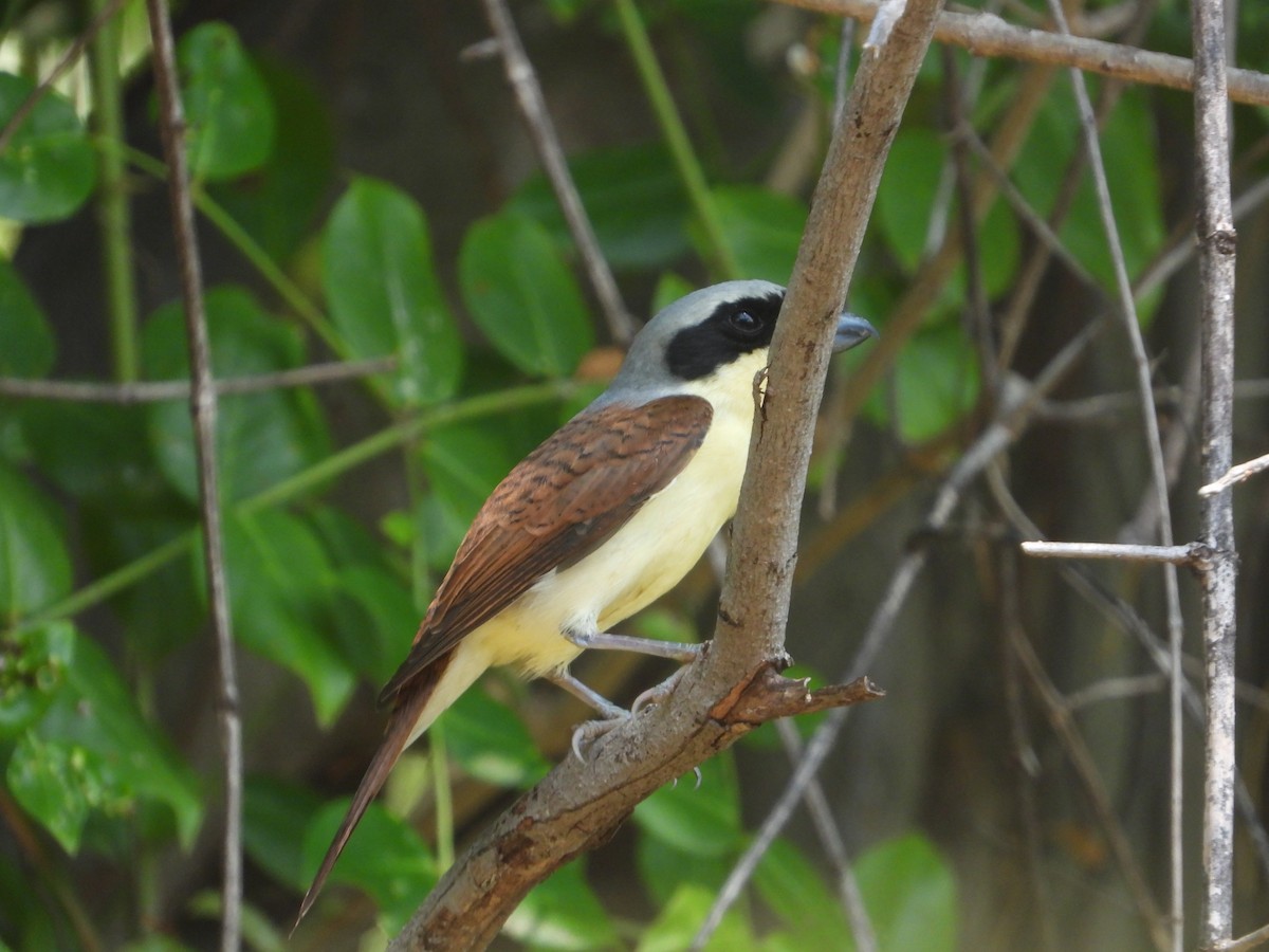 Tiger Shrike - Jukree Sisonmak