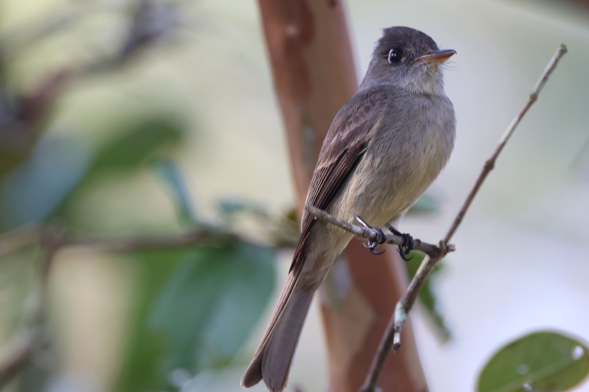 Cuban Pewee - ML618065028