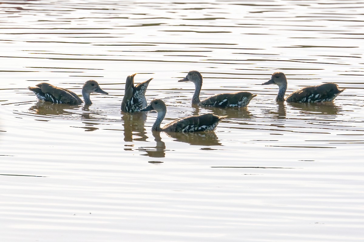 West Indian Whistling-Duck - ML618065080