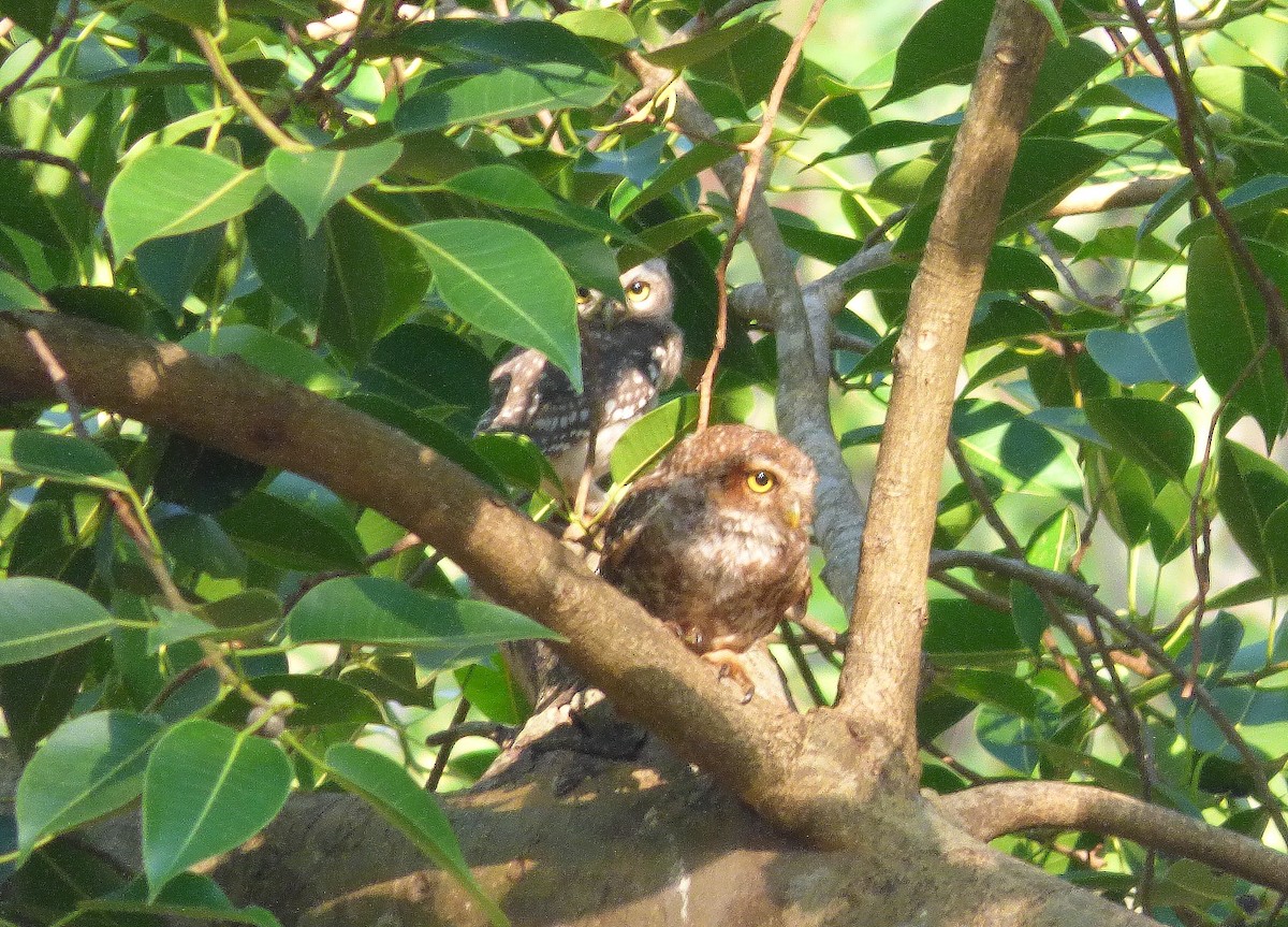 Spotted Owlet - ML618065085