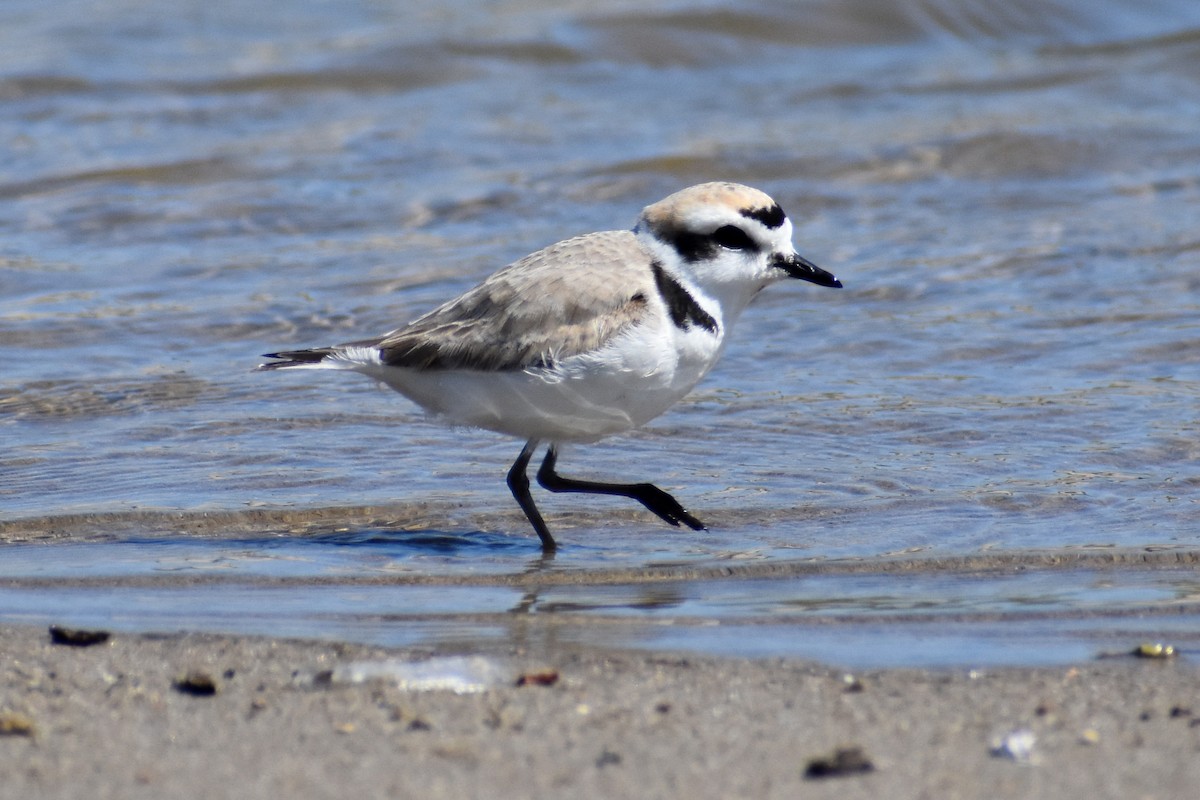 Snowy Plover - ML618065105