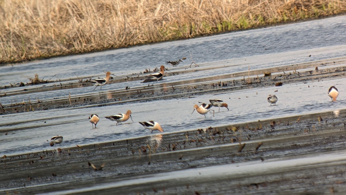 Avocette d'Amérique - ML618065115