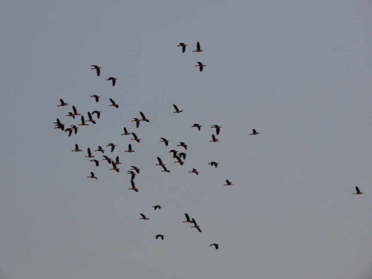 Fulvous Whistling-Duck - ML618065150