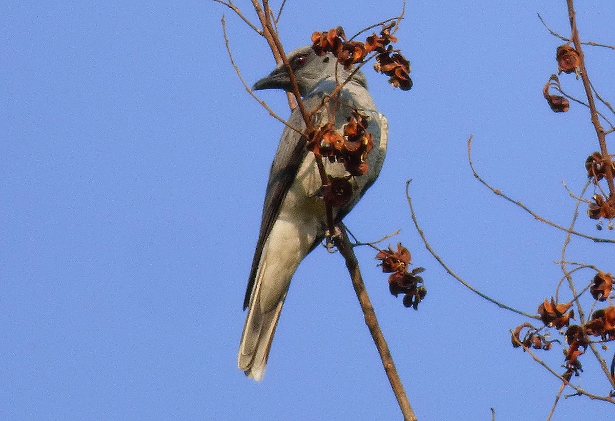 Large Cuckooshrike - ML618065161