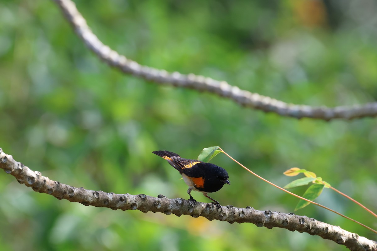 American Redstart - ML618065169