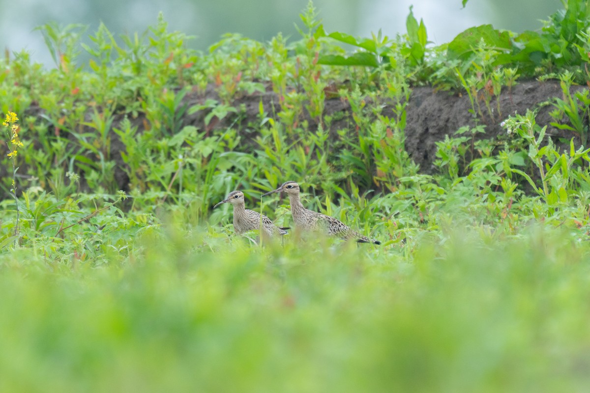 Little Curlew - ML618065179