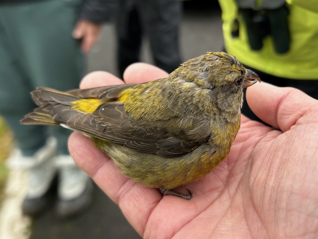 Red Crossbill - ML618065187