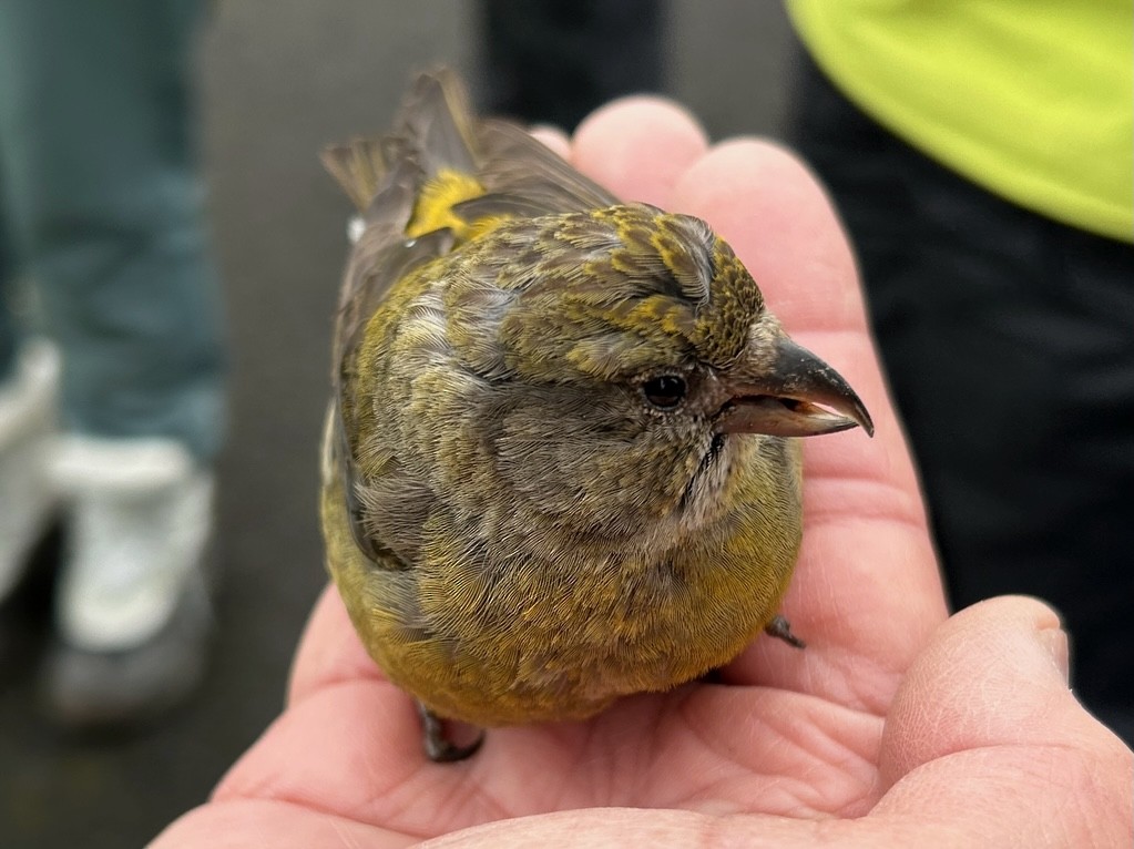 Red Crossbill - ML618065188