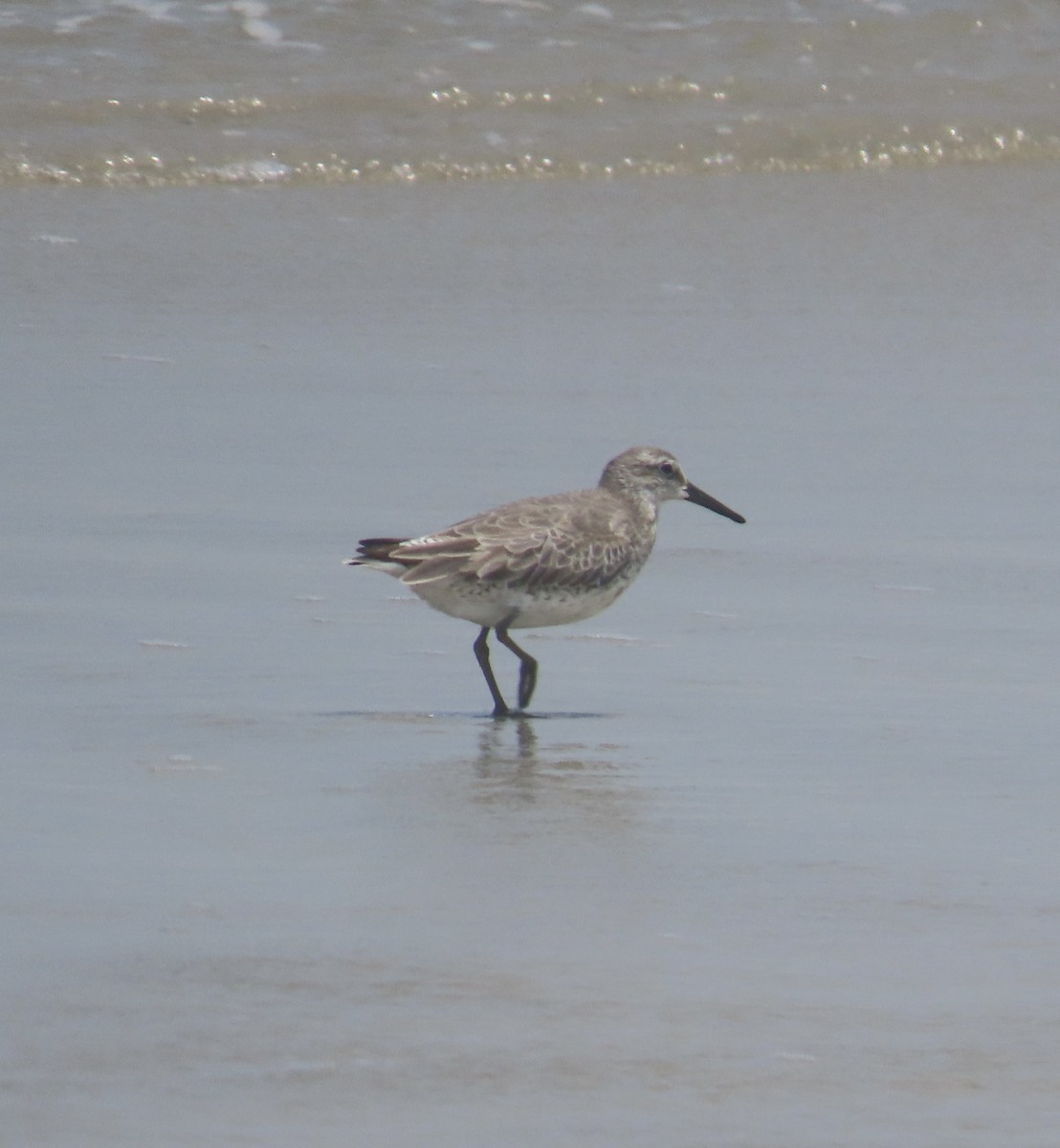 Red Knot - ML618065203