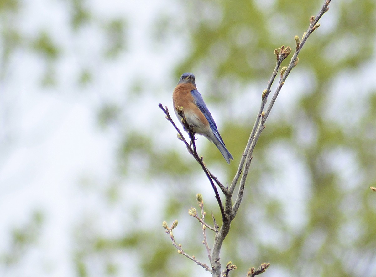 Eastern Bluebird - Gary Zenitsky